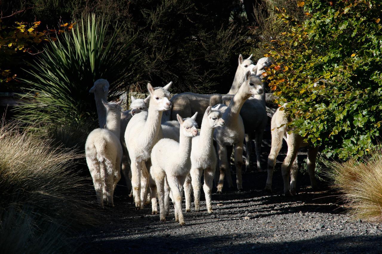 Alpaca Farmstay Dunedin Exterior photo