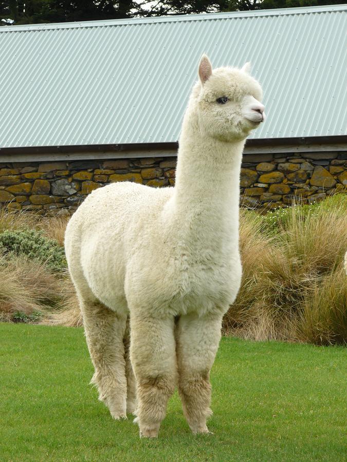Alpaca Farmstay Dunedin Exterior photo
