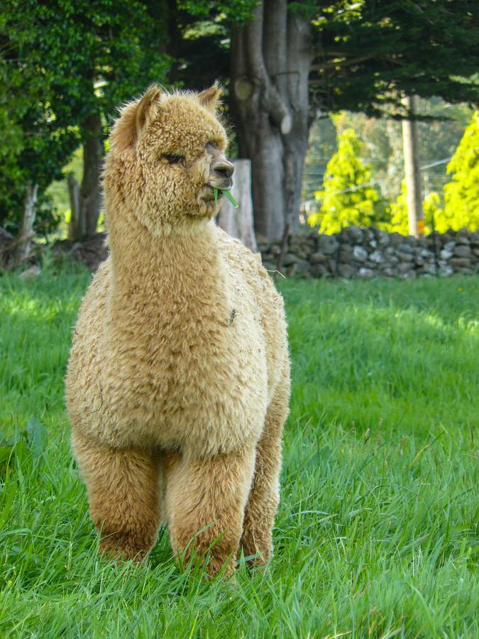 Alpaca Farmstay Dunedin Exterior photo